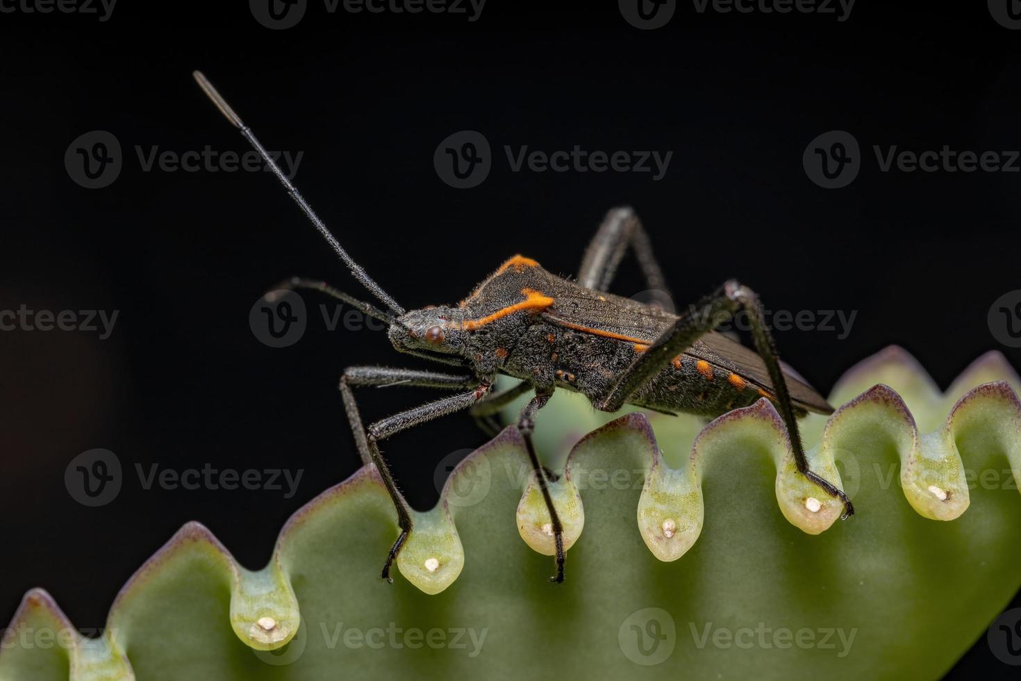 Adult Leaf-footed Bug photo