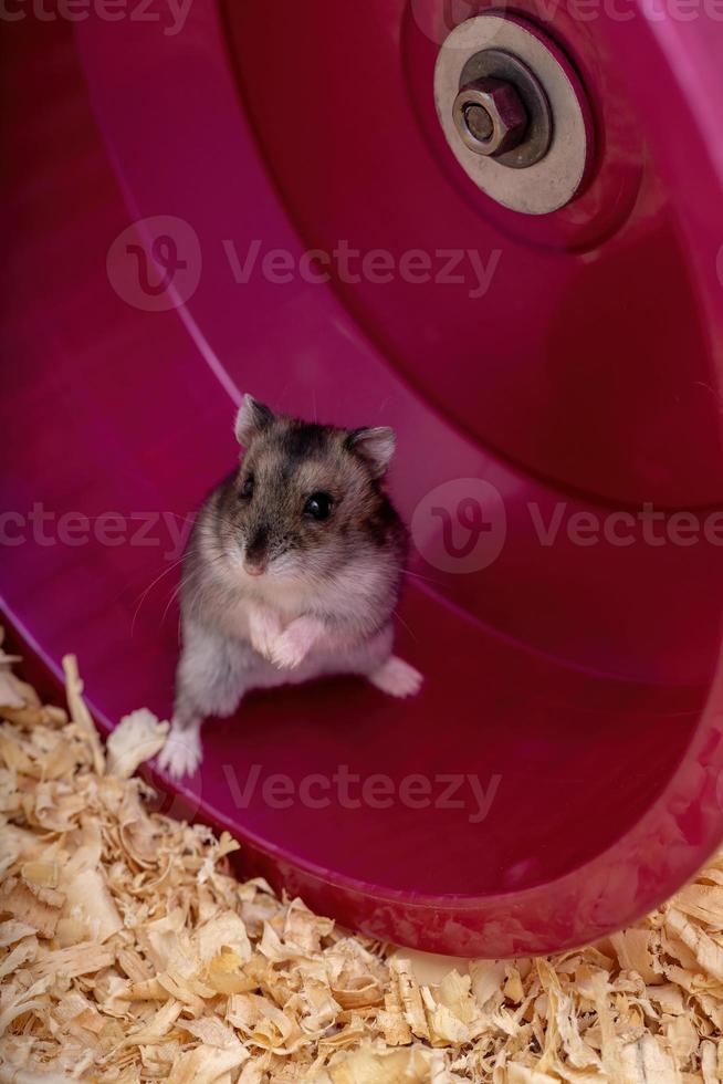 Campbell's dwarf hamster photo