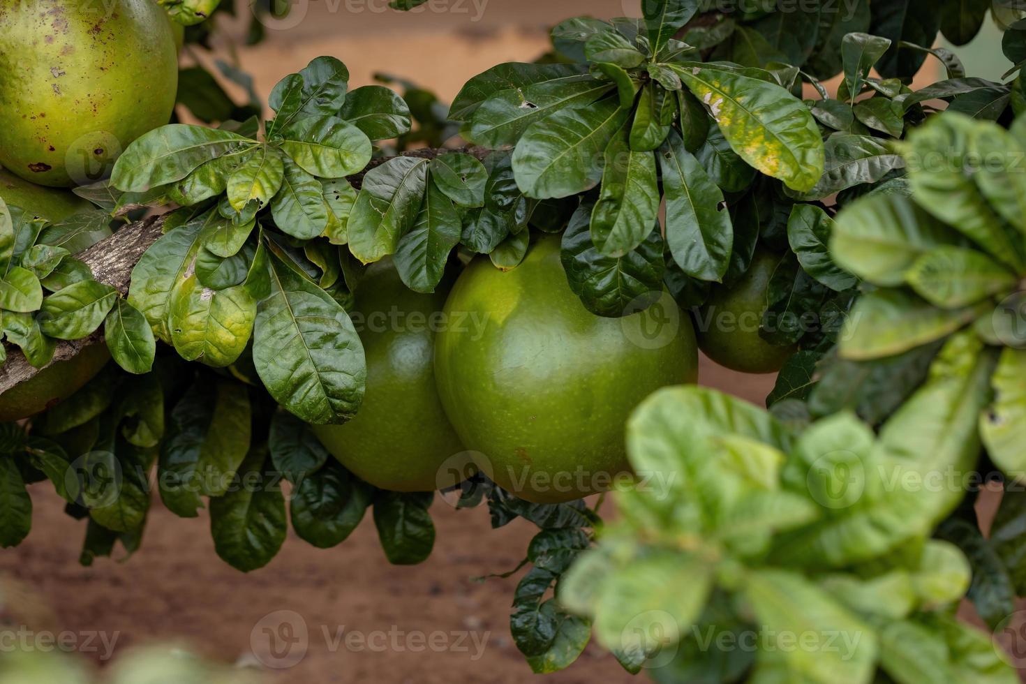 Calabash Tree with selective focus photo