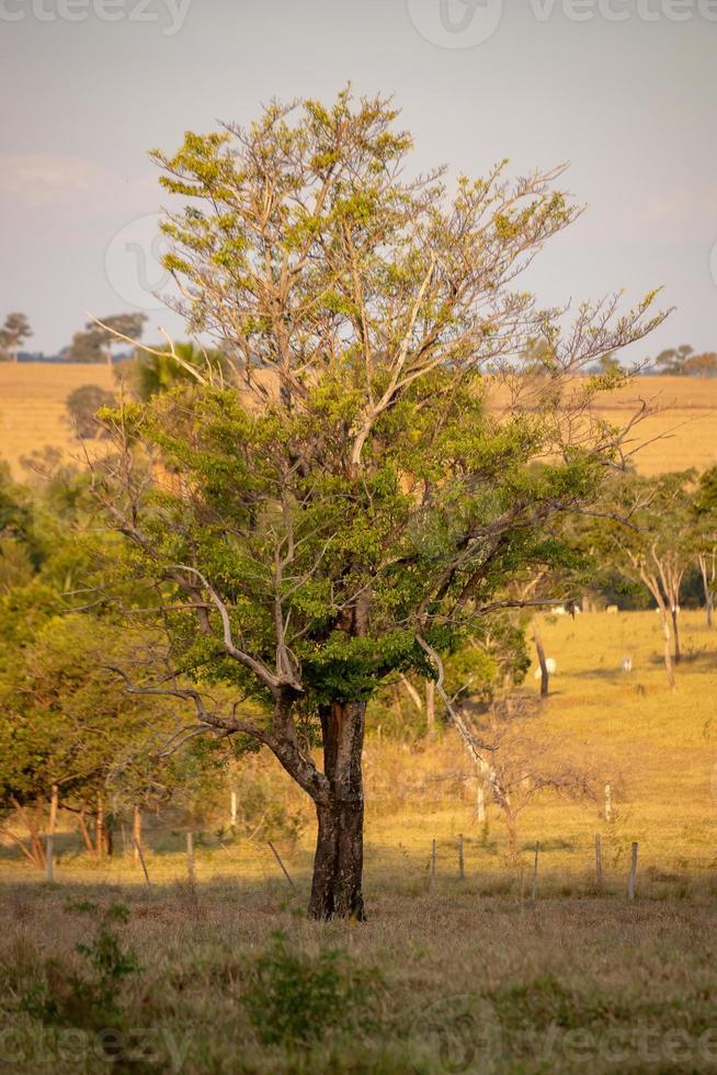 gran árbol de angiospermas foto