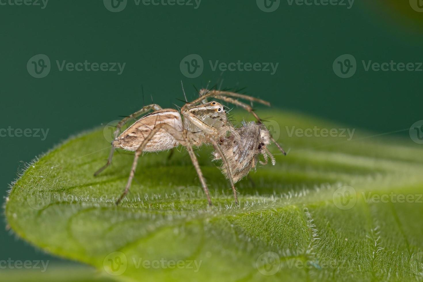 Araña lince rayada que se alimenta de una mosca polilla foto