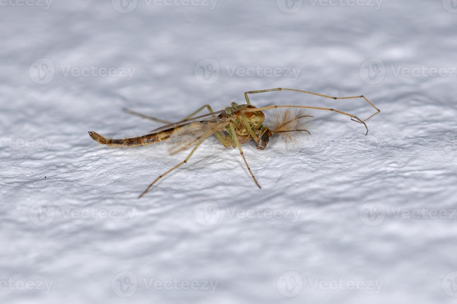 Adult Non-biting Midge photo