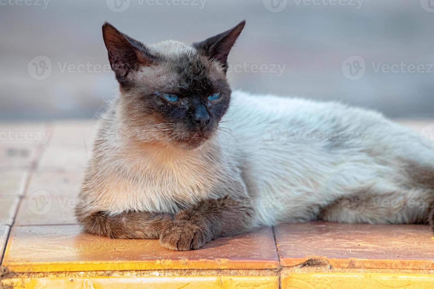 gato doméstico salvaje foto