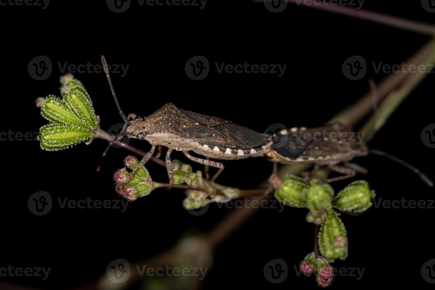 Adult Leaf-footed Bugs photo