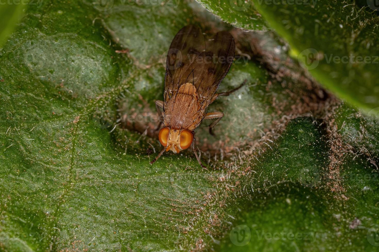 Adult Acalyptrate Fly photo