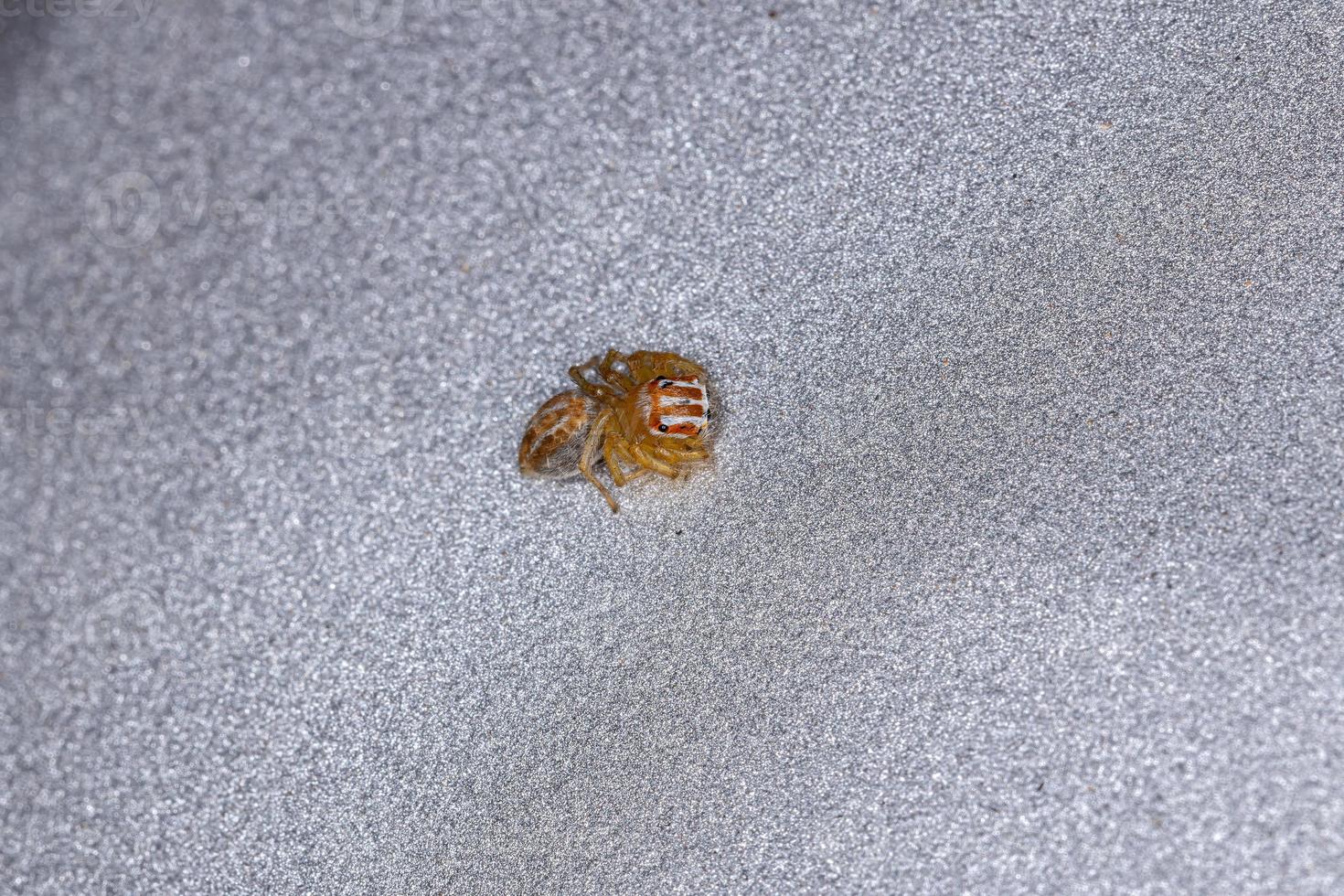 Small Jumping Spider photo