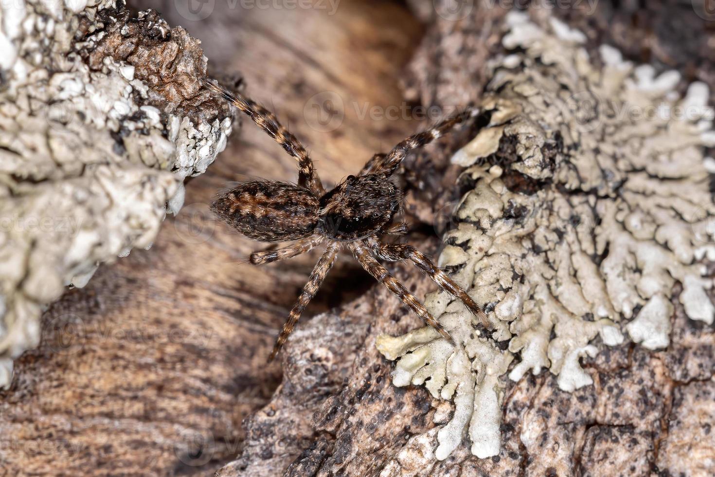 araña saltadora marrón foto