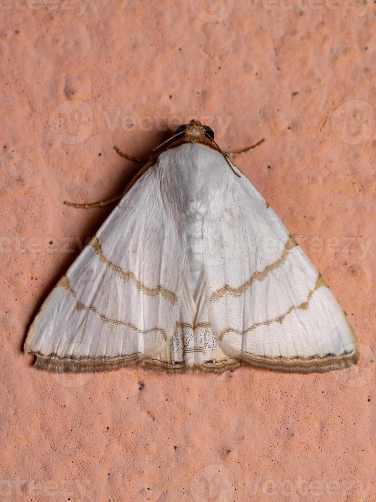 polilla de las alas en la pared foto