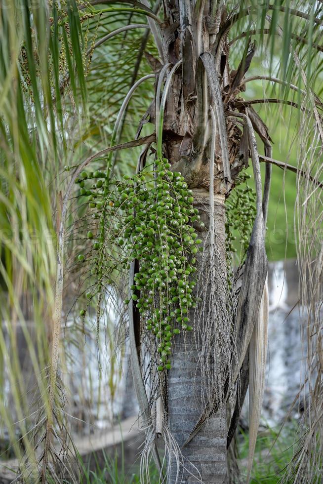 Queen Palm Fruits photo