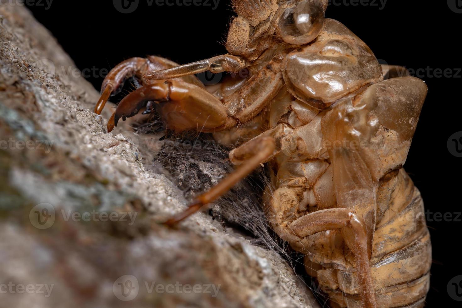 Couple of jumping spiders below a cicada exuvia photo