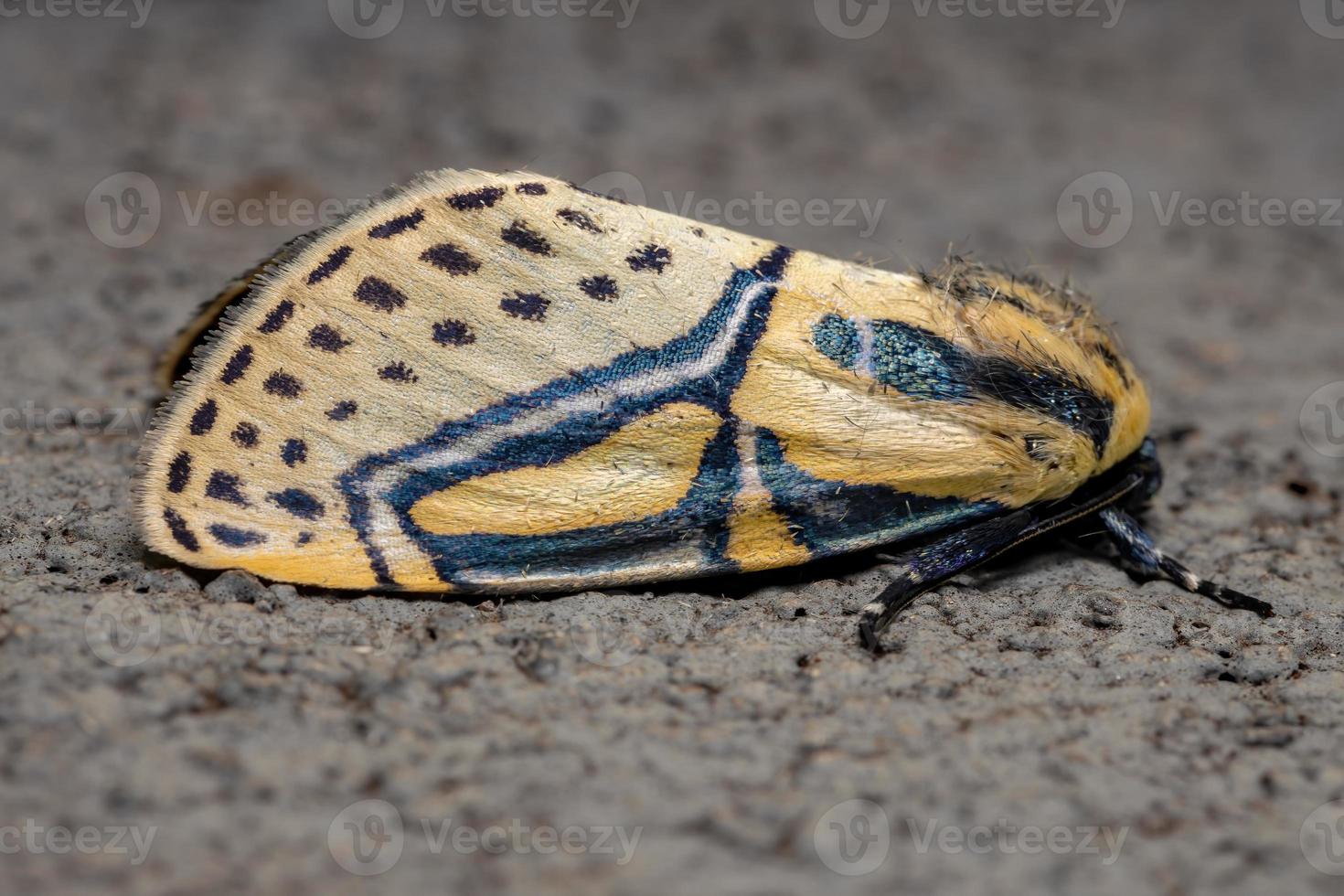 polilla jeroglífica adulta foto