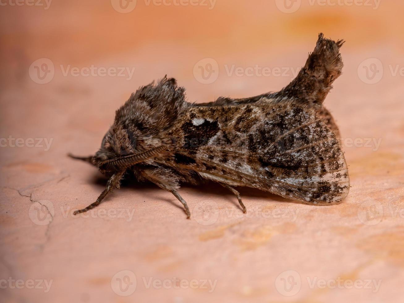 polilla carpintero adulta foto