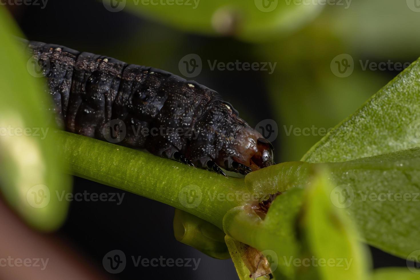 oruga comiendo la planta de verdolaga común foto