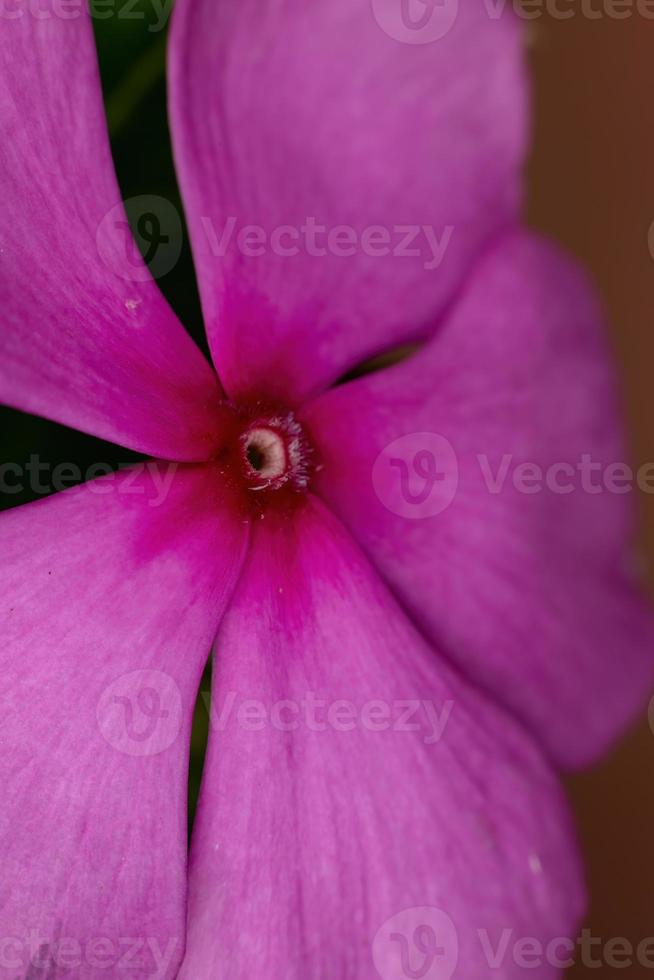 Madagascar Periwinkle Plant photo