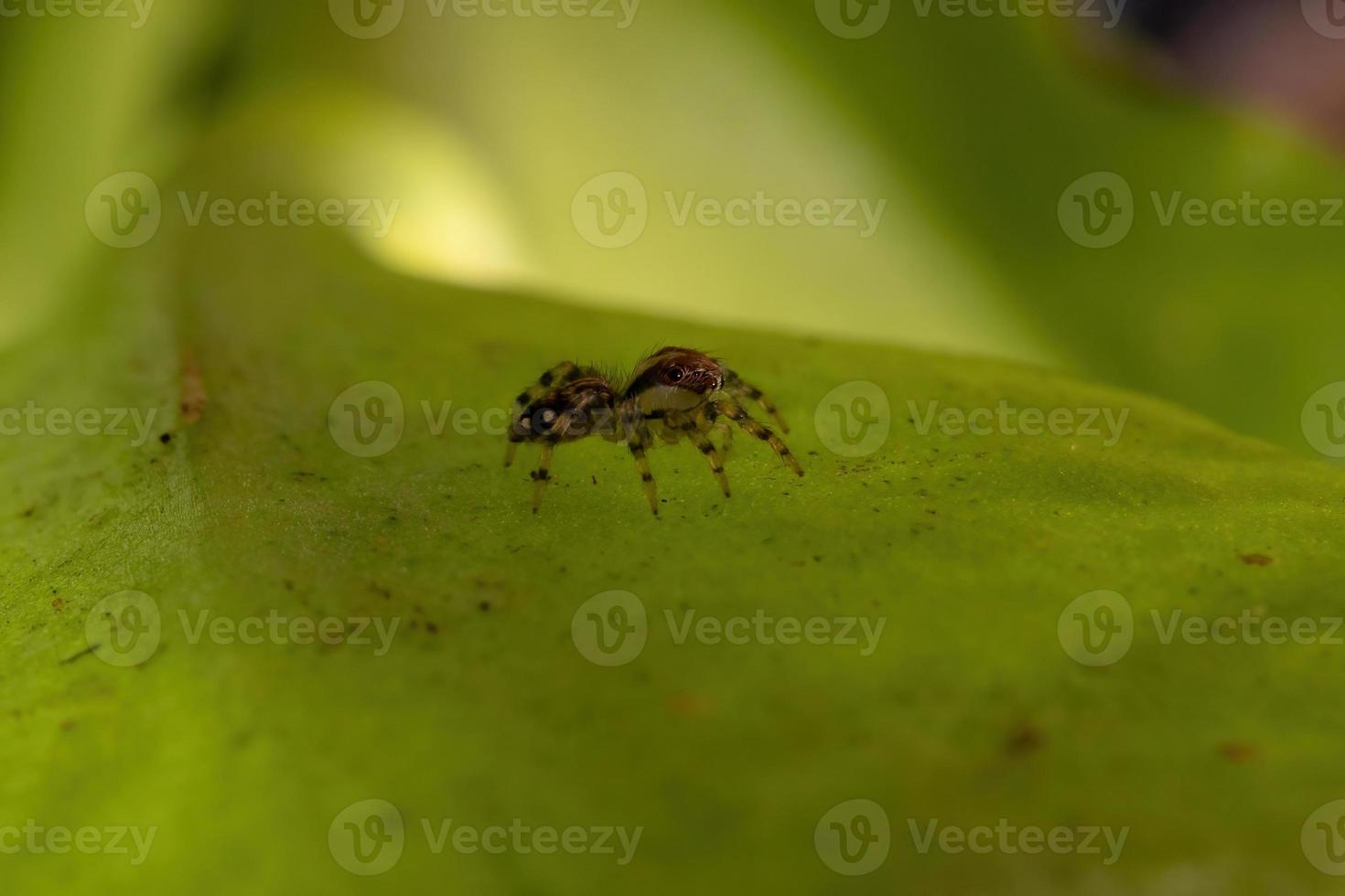 Small Jumping Spider photo