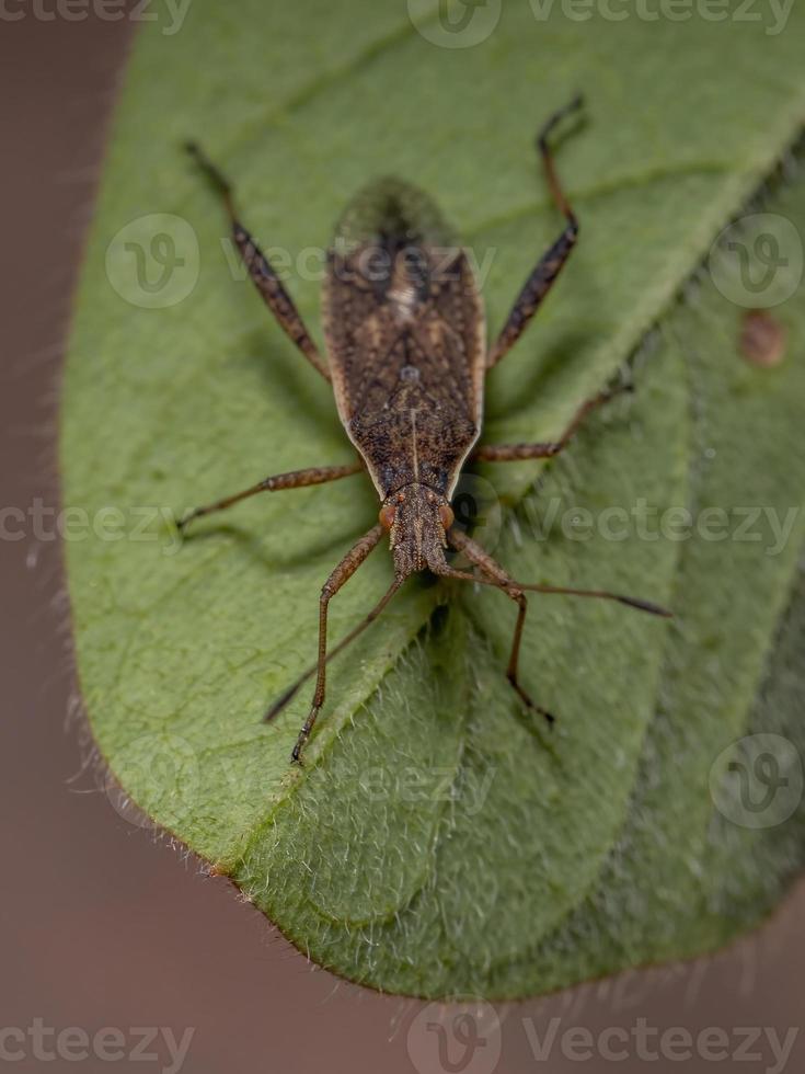 Adult Scentless Plant Bug photo