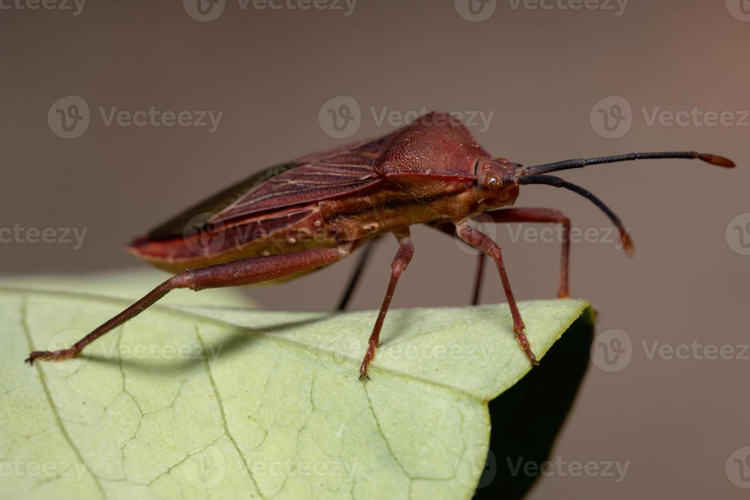 Adult Leaf-footed Bug photo