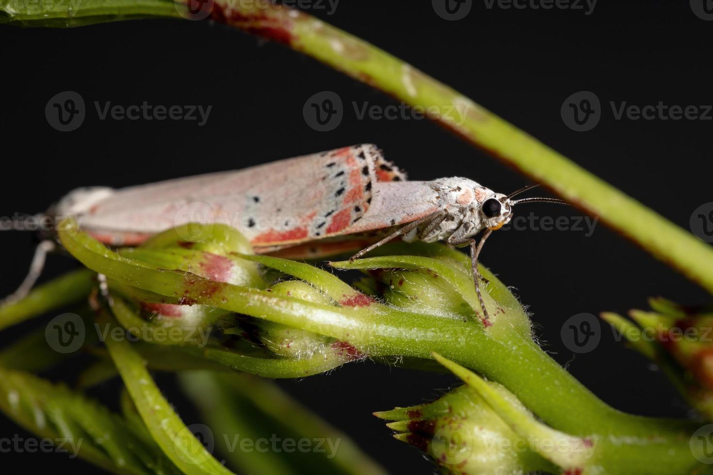 Adult ornamented Bella moth photo