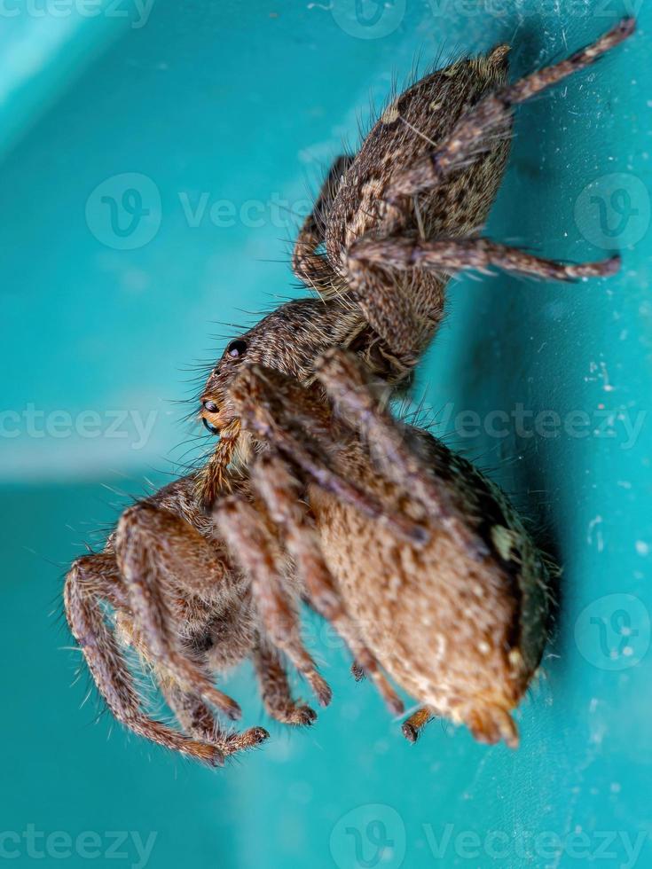 Female Adult Pantropical Jumping Spider photo