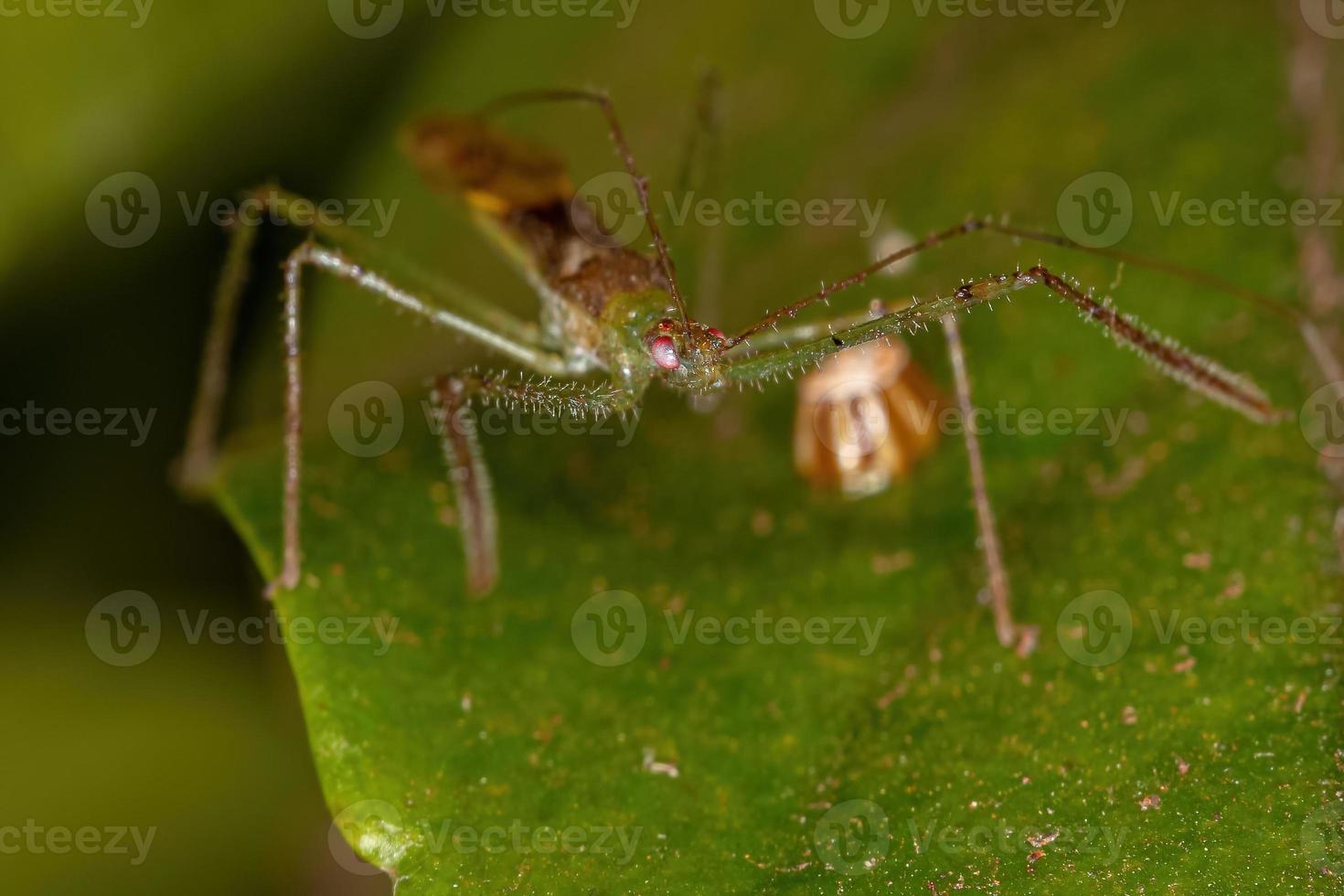 Adult Assassin Bug photo
