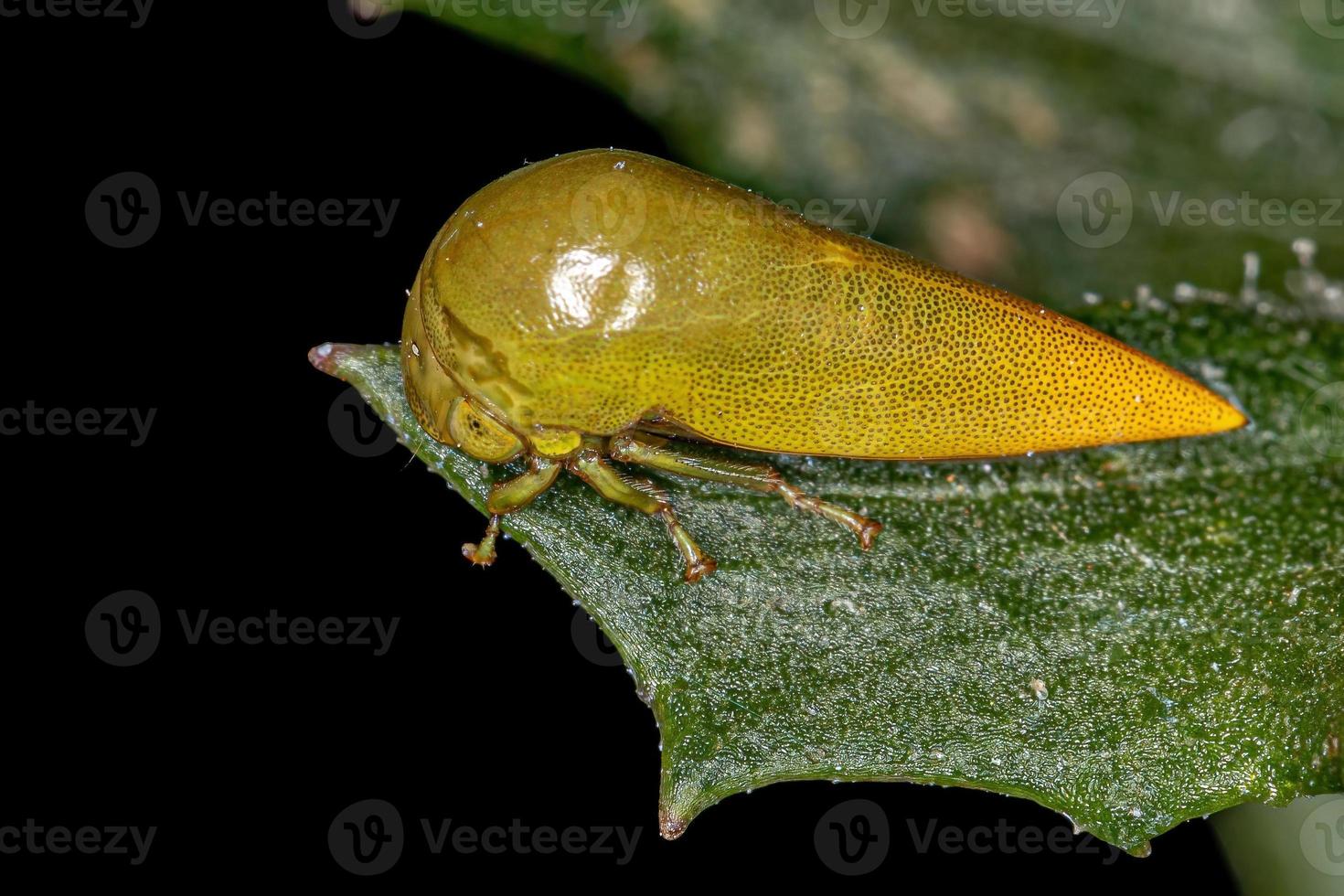 Adult Typical Treehopper photo