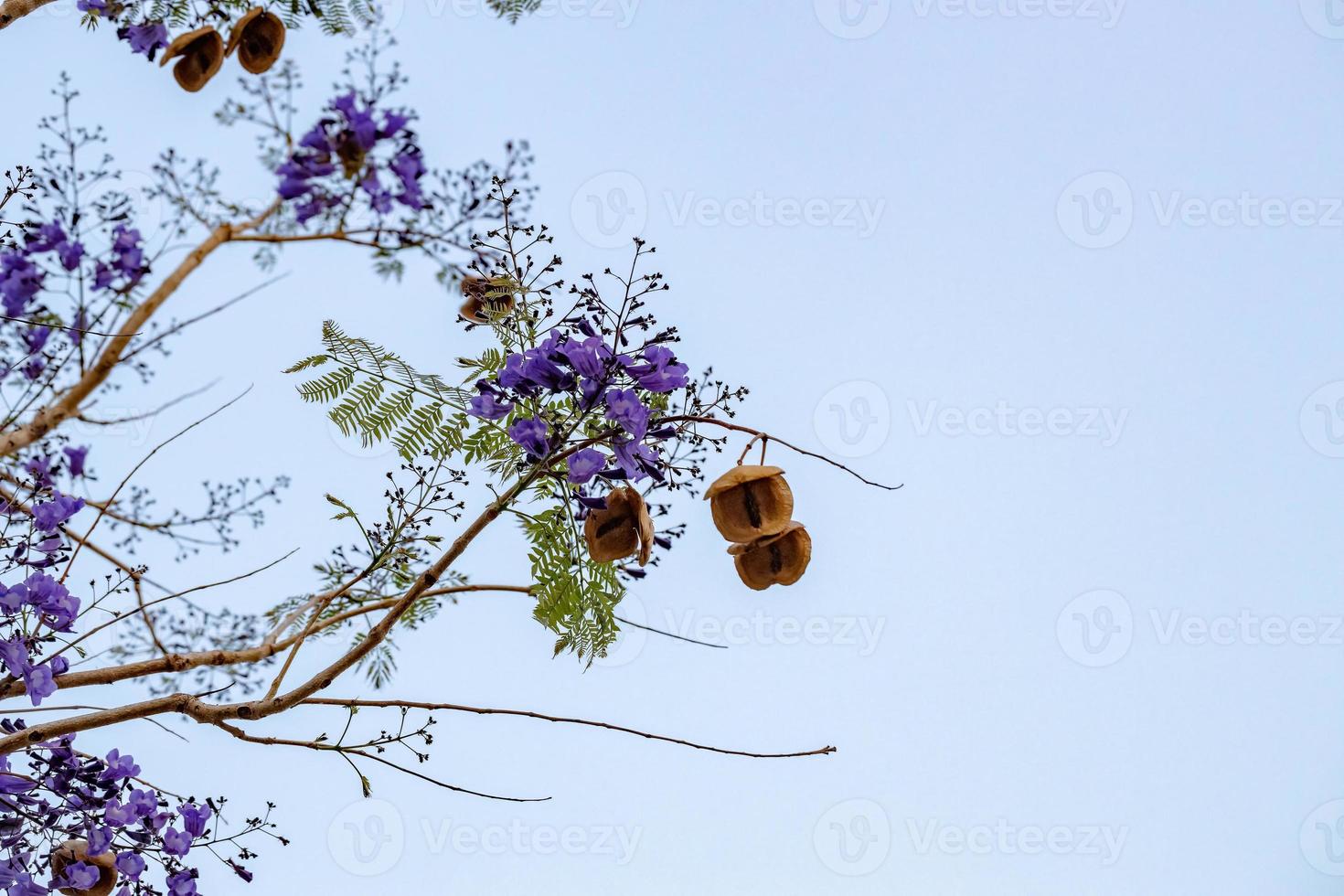 árbol de jacaranda azul foto