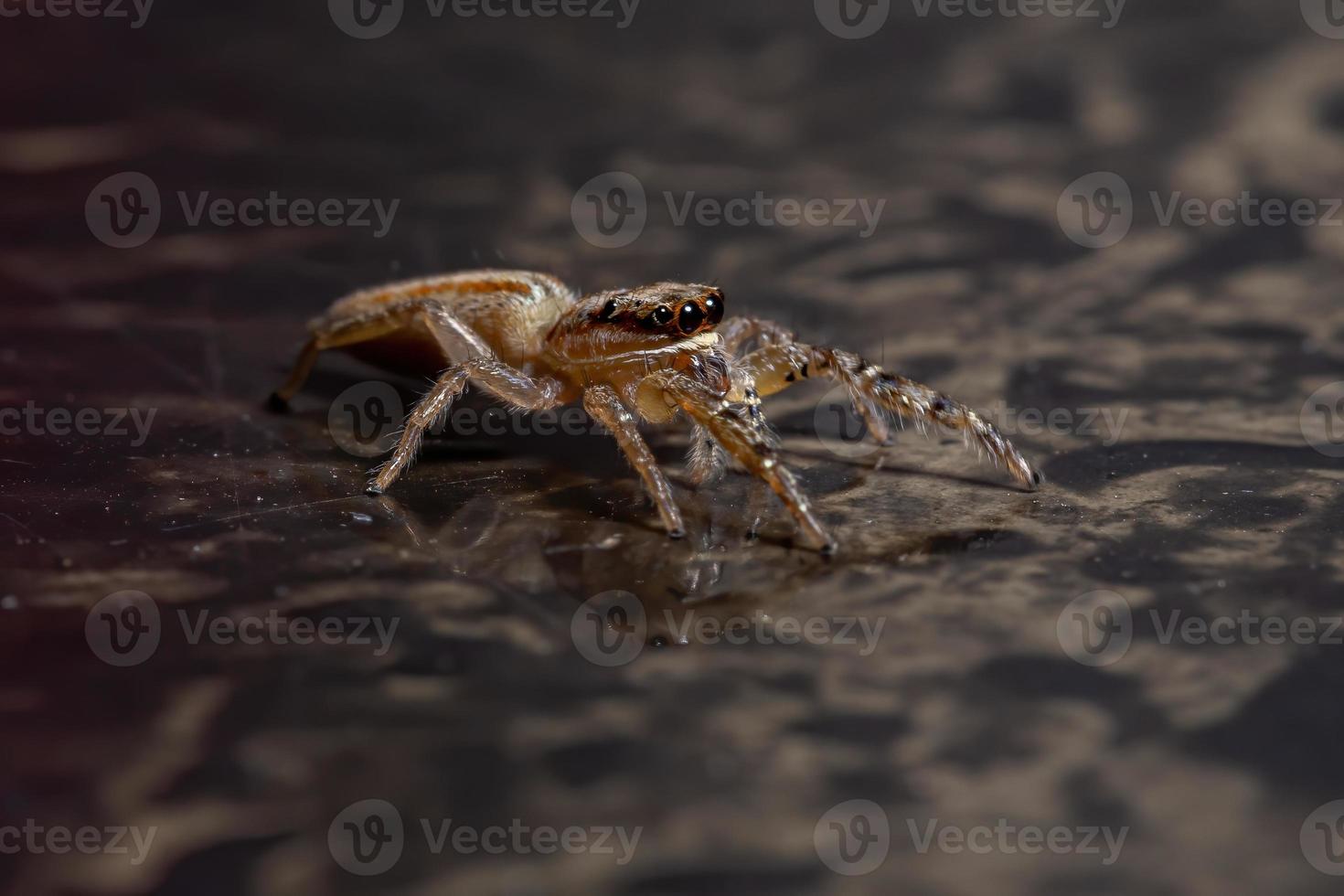 araña saltadora brasileña foto