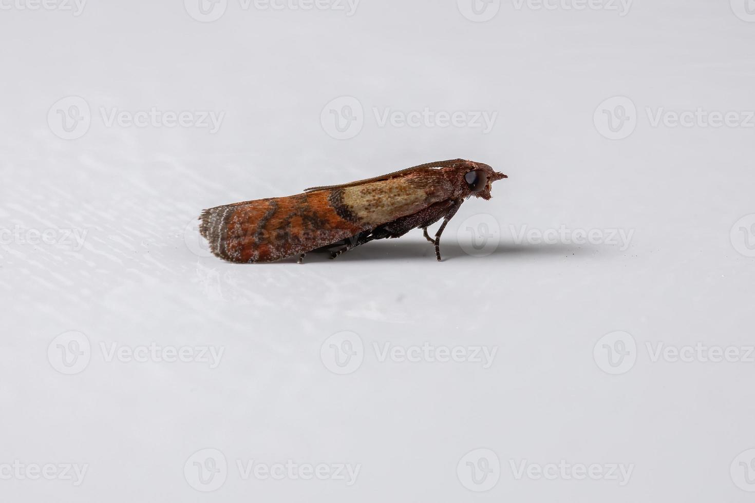 Indian Meal Moth photo