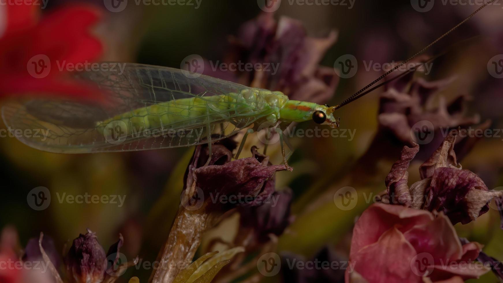 Crisopa verde típica en una planta con flores foto