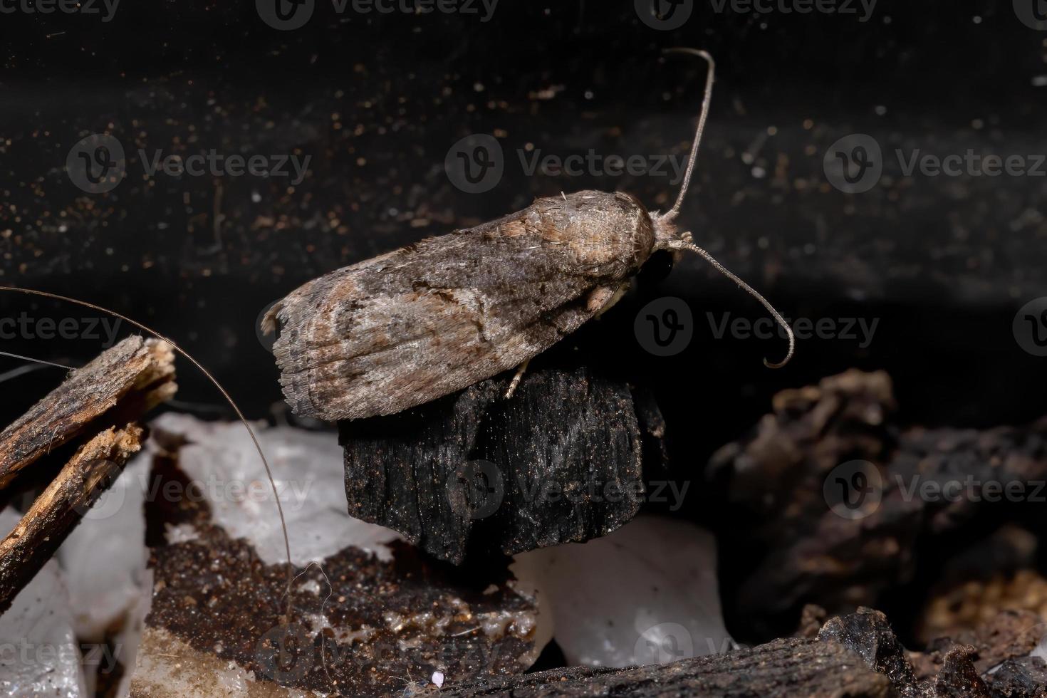 polilla de la oruga del olivo negro foto