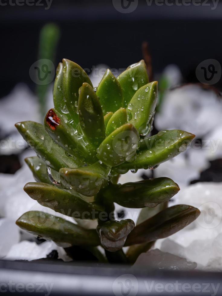 Succulent plant grown photo