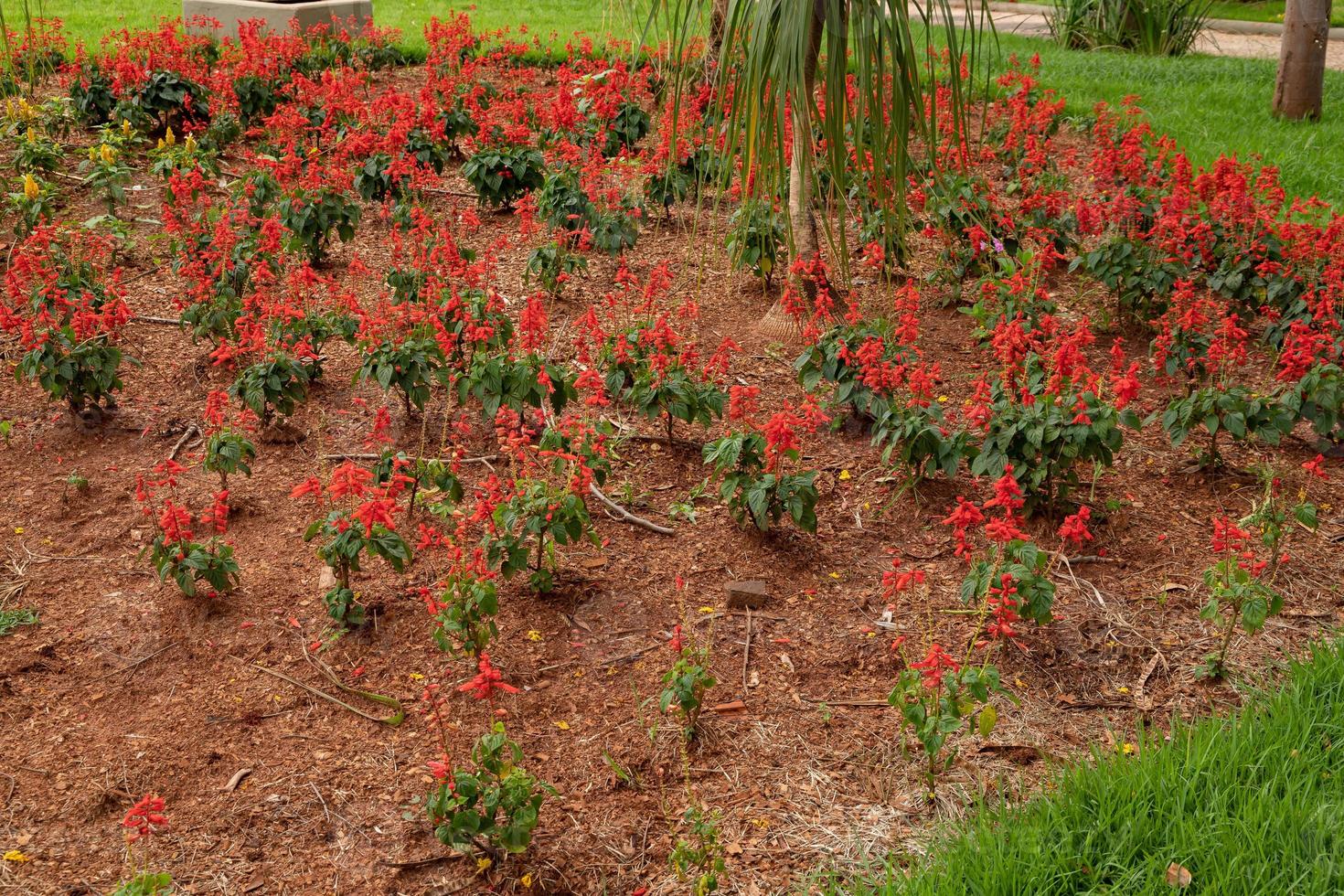 flores rojas salvia escarlata foto