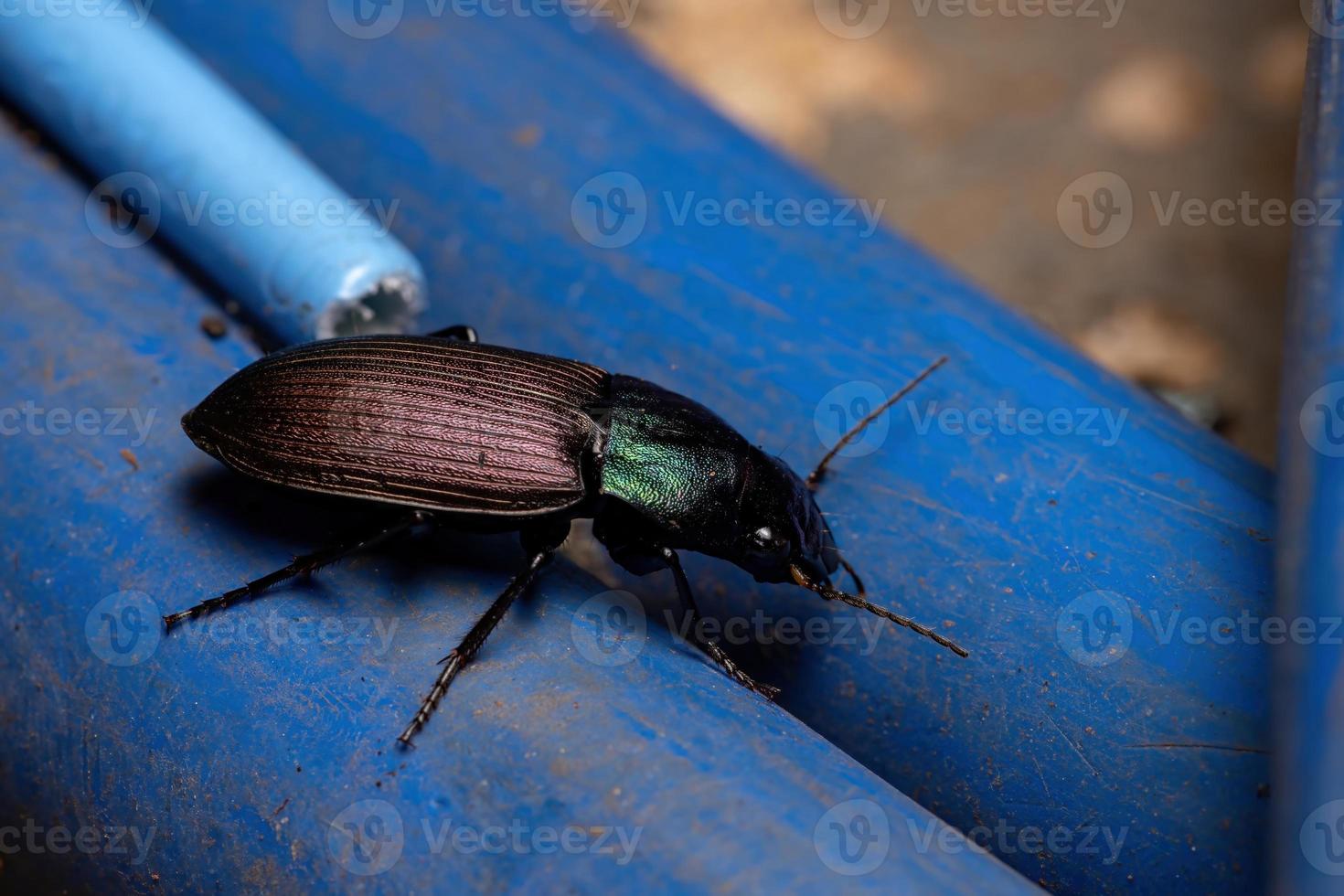 escarabajo de tierra adulto foto