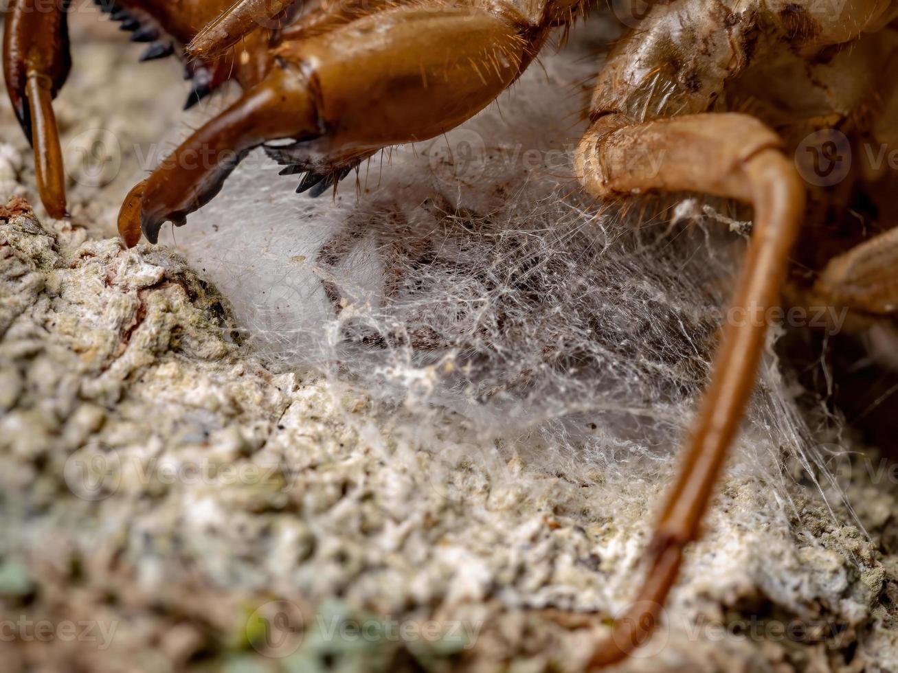 adult female jumping spider protecting eggs photo