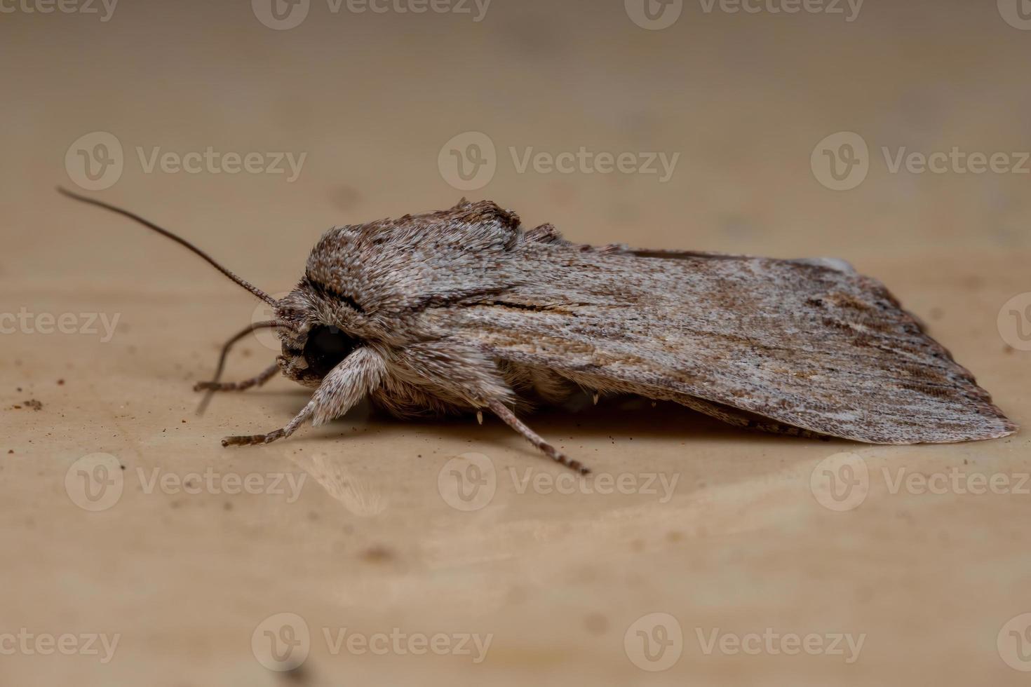 polilla adulta del gusano cogollero foto