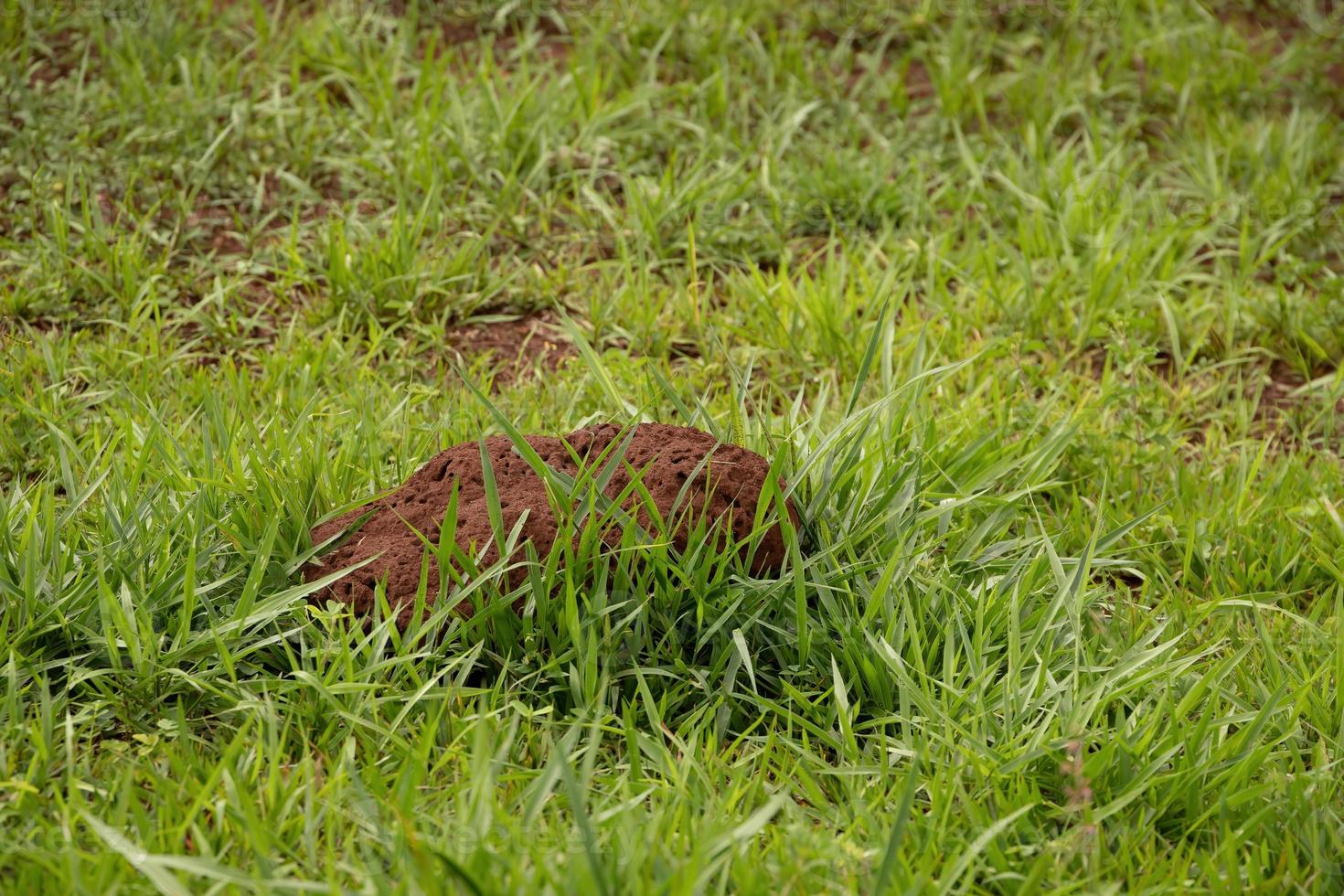 pequeño montículo de termitas foto