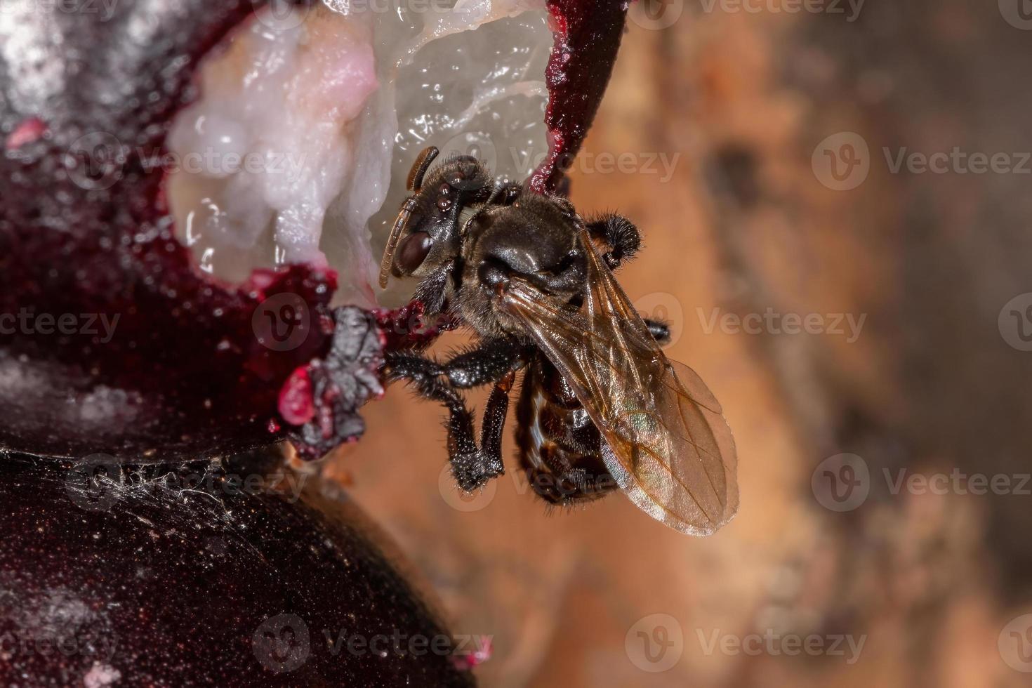 abeja negra sin aguijón foto