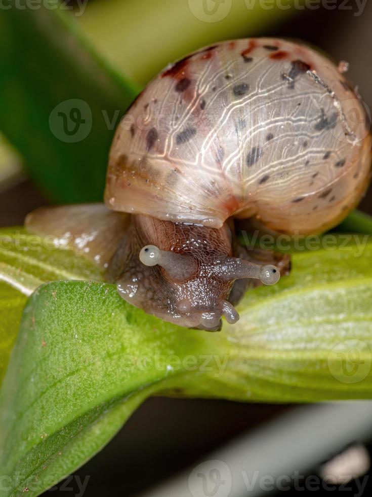 caracol gigante africano foto