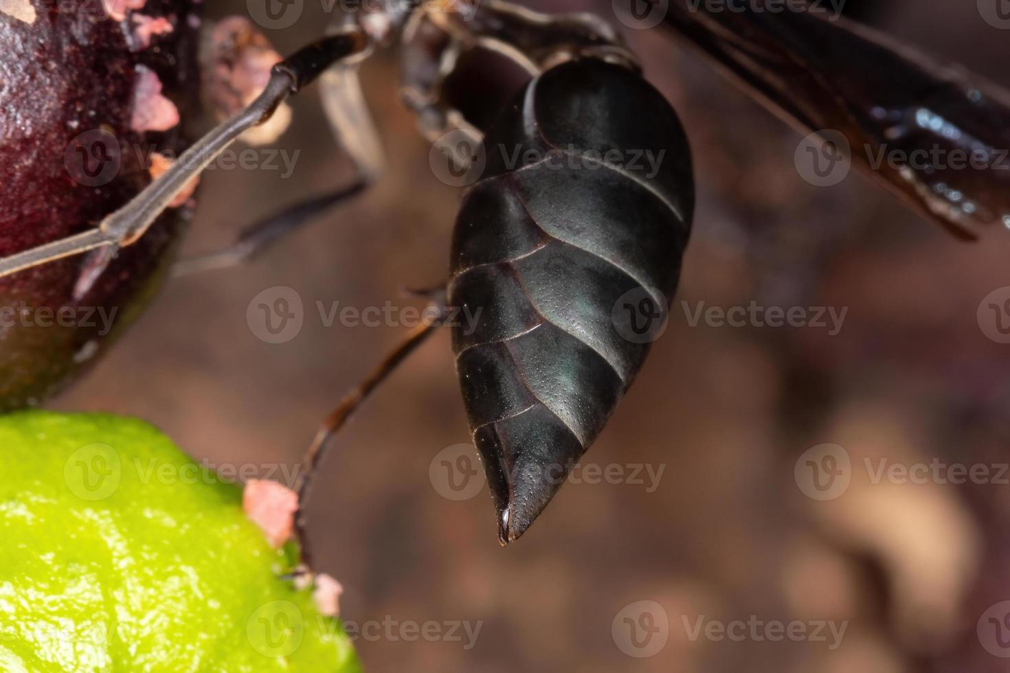 Adult Warrior Wasp photo