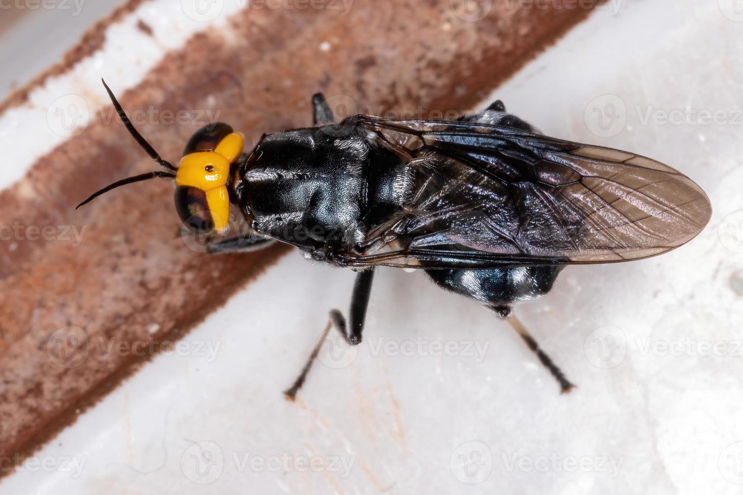 Adult Soldier Fly photo