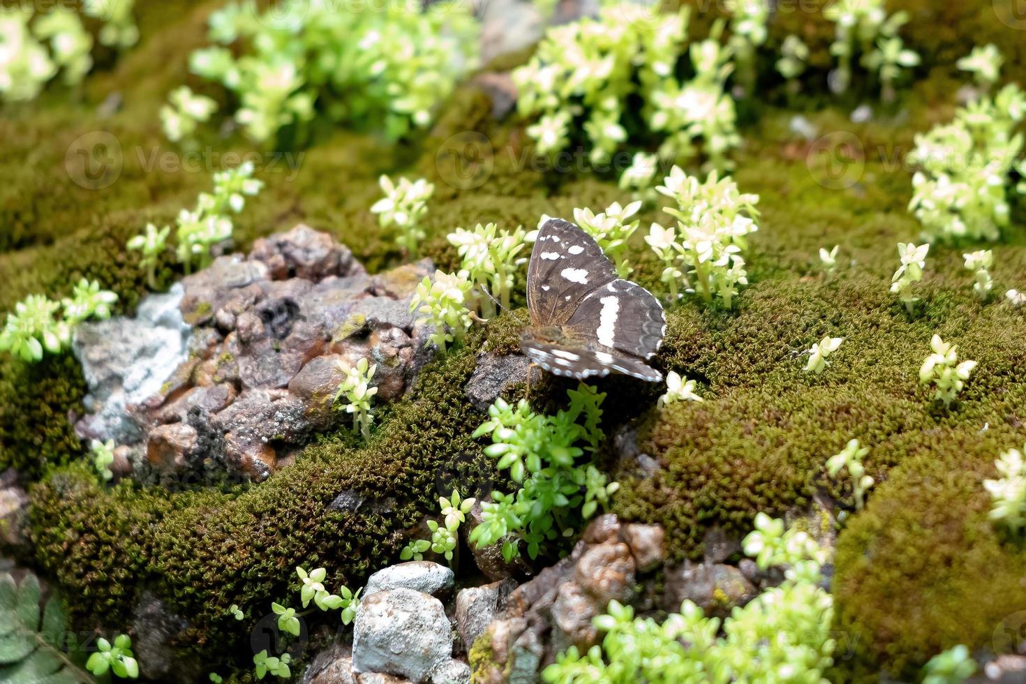 animal mariposa de patas de cepillo foto