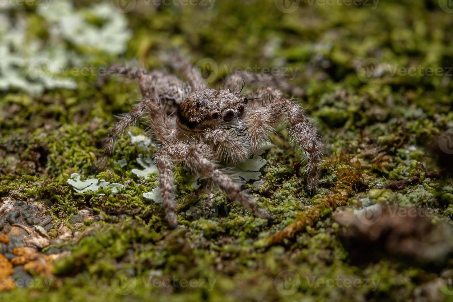 adult male jumping spider photo