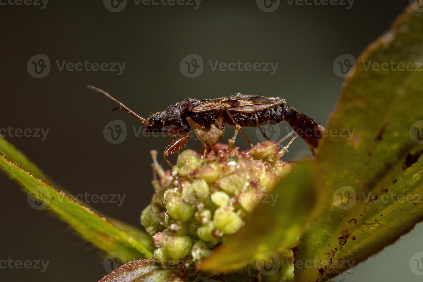 couple of  Dirt-colored Seed Bugs photo