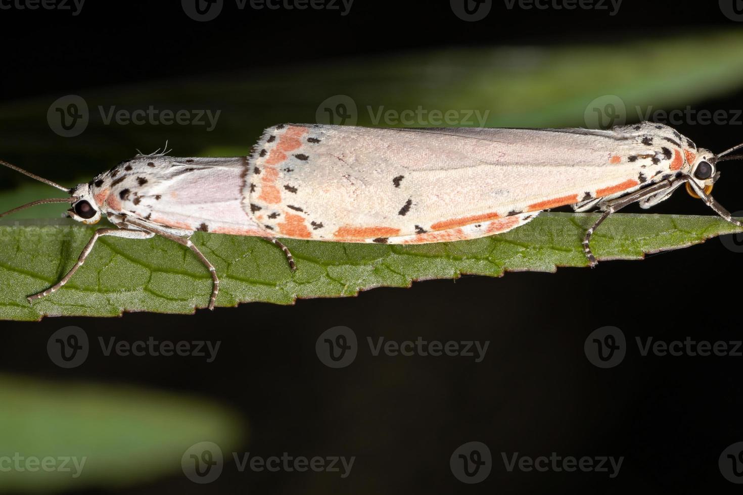 Adult ornamented Bella moth photo