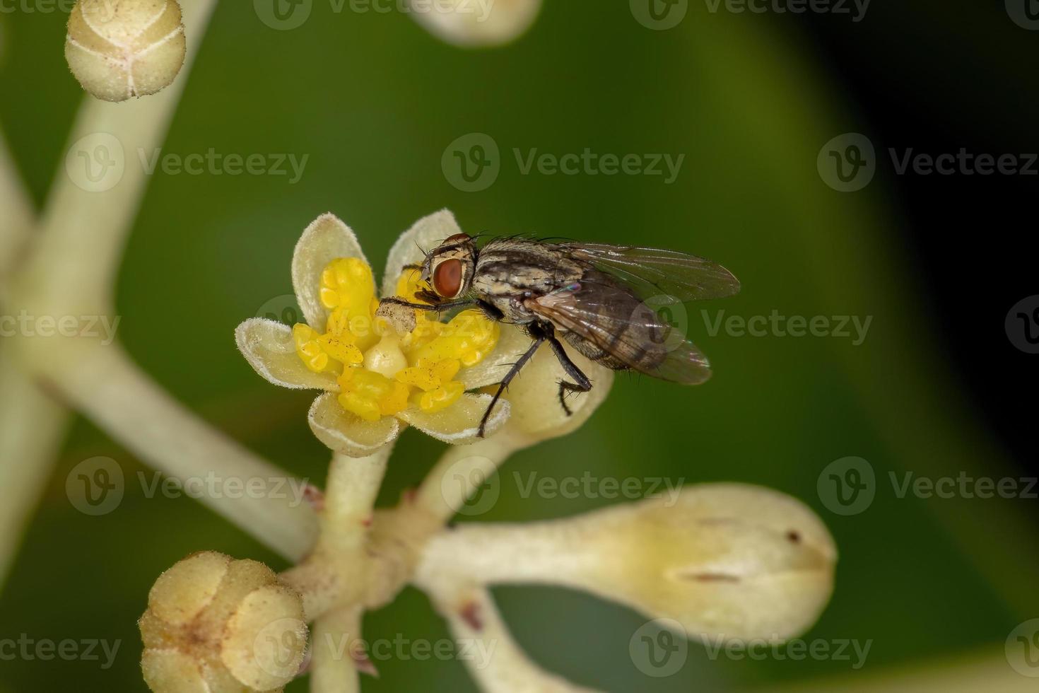 Adult Bristle Fly photo