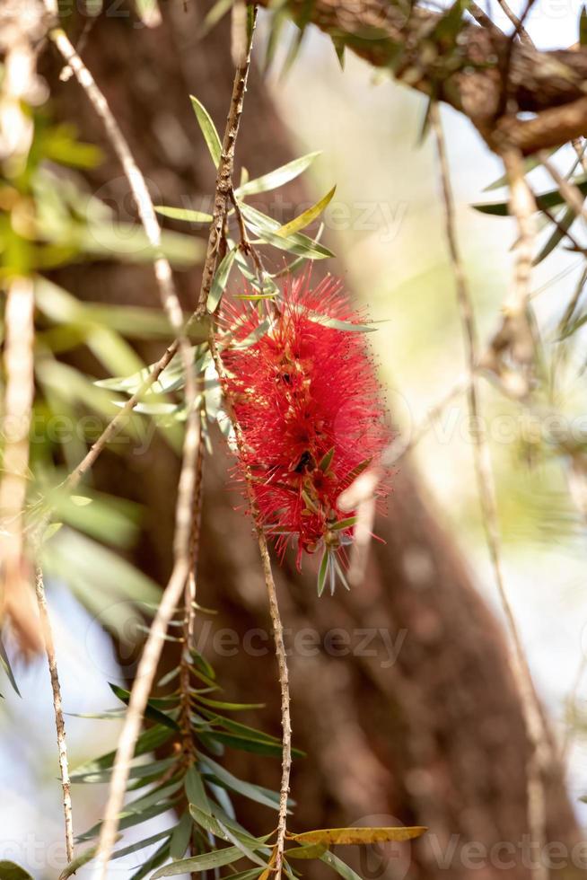 flor de cepillo de botella carmesí foto