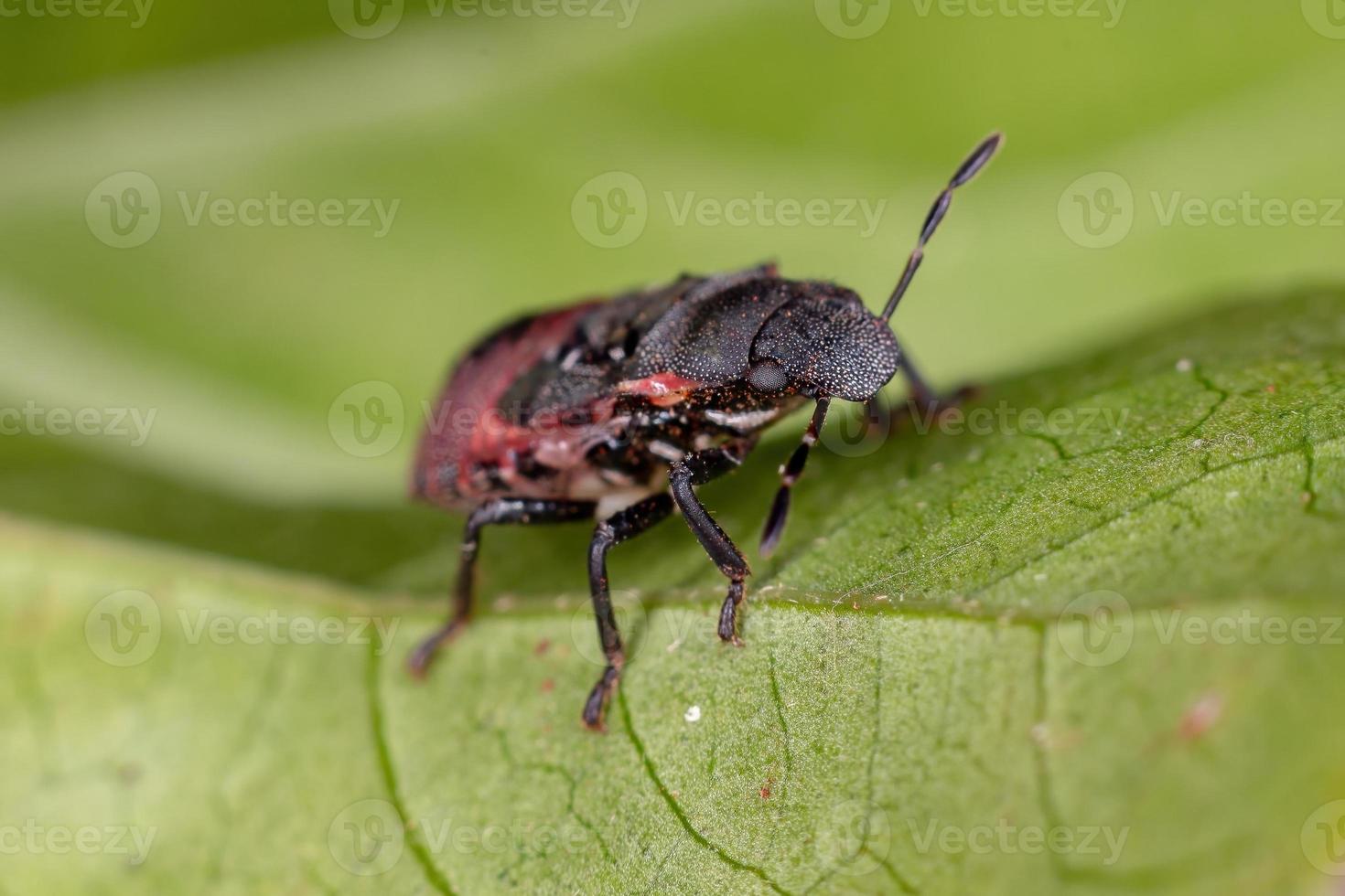 Stink bug nymph photo