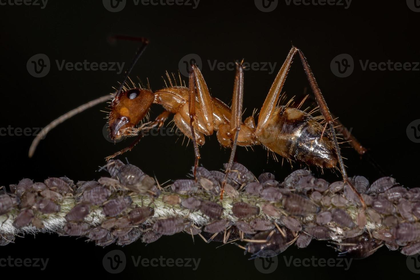 Adult Carpenter Ant photo