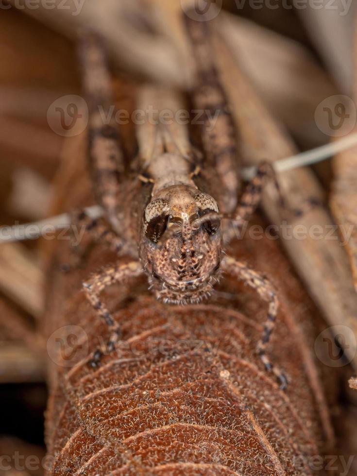 Short-horned Grasshopper Nymph photo