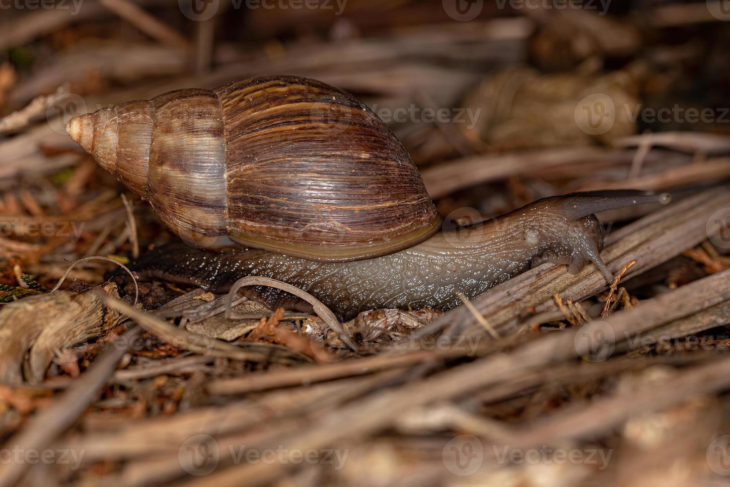 caracol gigante africano foto